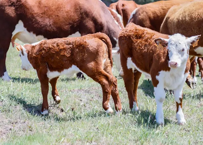 Rural Rancho Montalvo Landhuis