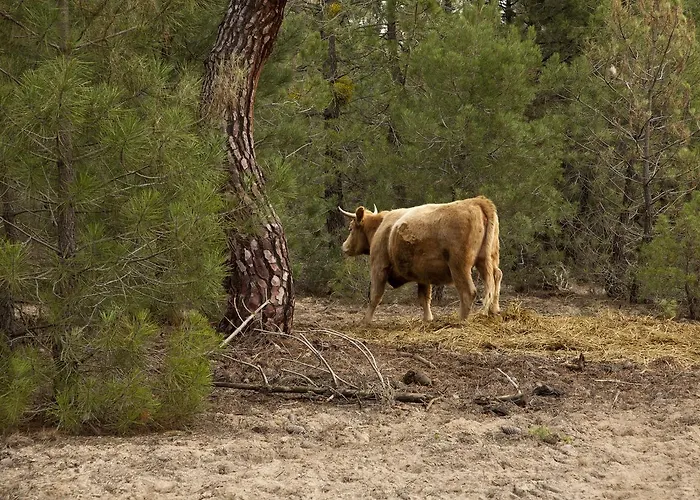 Rural Rancho Montalvo * El Oso